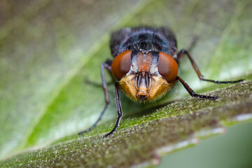 Frontal look of a fly on a green leaf