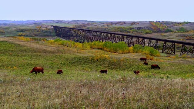 Cattle grazing near a historic train bridge crossing an expansive river valley.