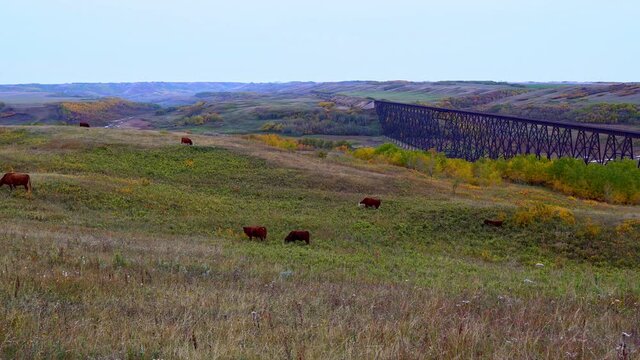Pan of cattle grazing by historic train bridge crossing an expansive valley.