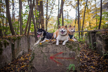 Three Shiba Inu dogs lying togther in the forest