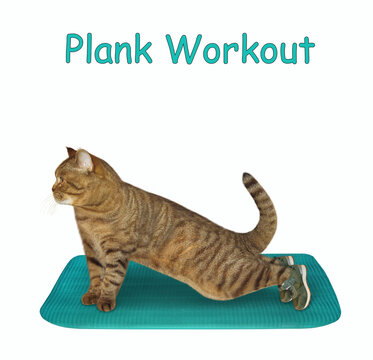 A beige cat is doing plank exercise workout on a green fitness mat. White background. Isolated.