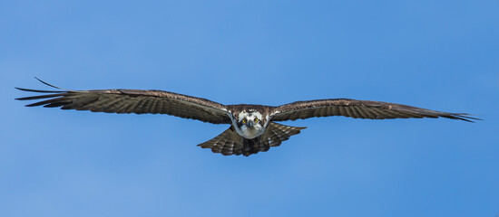 Osprey Face First - an osprey flies from a nest and glides head and face first directly overhead....