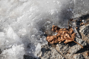 Dry autumn leaf fallen on snow and ice