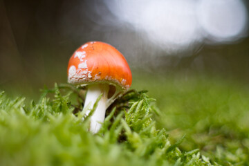 Small toadstool in the moss, macro