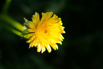 Beautifull young dandelion on a black backround