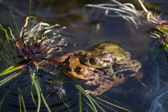 Two frogs on honeymoon in the mountain's lake