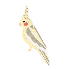 Fototapeta premium Parrot corella isolated on white background. Cute tropical character bird yellow color.