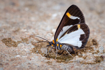 Fototapeta na wymiar Small butterfly perched on the dream feeding