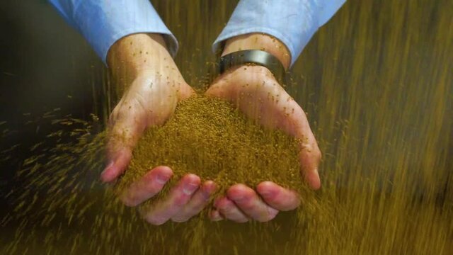 Man's hands holding pouring grains, slow motion
