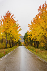 Obraz premium Road at bright yellow trees in Norway