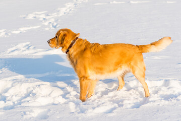 Lovely golden retriever playful in the snow at evening in the park.