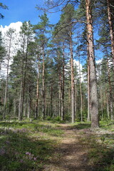 pine forest scenic summer landscape, in the foreground a path, in the background behind trees white clouds and blue sky