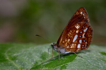 Butterfly on a leaf feeding