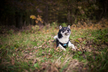 Black and Tan shiba puppy inu lying outdoor in the forest and field