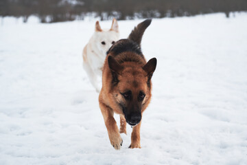 Outdoor games in winter in fresh air with two purebred dogs. German Shepherd of black and red runs forward through snow field, followed by white big fluffy dog.