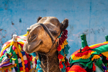 camel in the desert