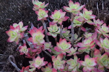 Sedum palmeri plant grown on the trunk of a palm tree
