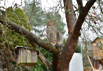 Fototapeta na wymiar A domestic cat sits on a tree by a birdhouse and hunting titmouse
