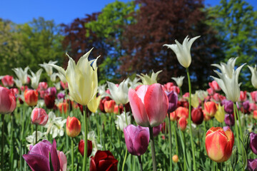 Blumenwiese im Frühling	