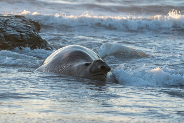 Fototapeta premium Elephant seals on the beach