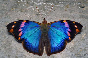 Fototapeta na wymiar Colorful butterfly perched on the ground feeding
