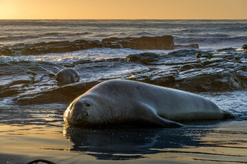 Obraz premium Elephant seal on the beach