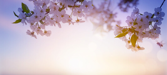 Abstract blurred beautiful spring background with flowering tree branch against sunrise sky background