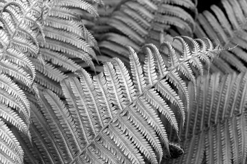Fern leaves natural background. Toned in Ultimate Gray Color of the Year 2021
