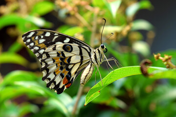 Lime Butterfly on green mango leaf on isolated blurred background in Bangladesh