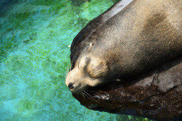 A sleeping seal in an Aquarium