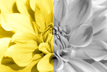 Dahlia flower closeup toned Ultimate Gray and Illuminating Yellow colors