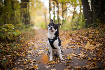 Small black shiba inu in the forest. Dog at the walk. Japanes dog sitting on a path with flying leaves