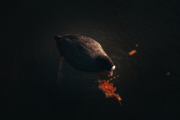 Black common coot (Fulica Atra) swimming in a lake during winter.