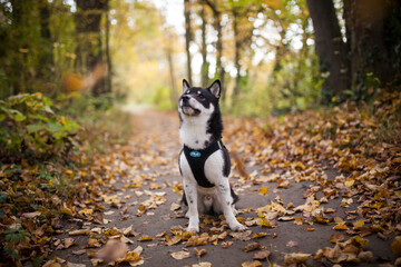 Small black shiba inu in the forest. Dog at the walk. Japanes dog sitting on a path with flying leaves