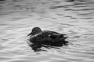Mallard duck swimming in a pond. Isolated mallard duck floating in Portsmouth Lake.