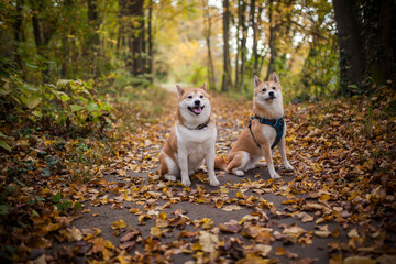 Three Shiba Inu dogs lying togther in the forest