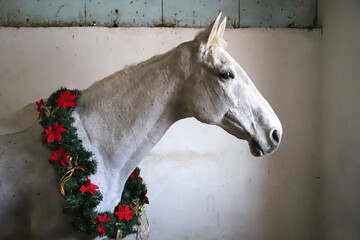 Obraz na płótnie Canvas Gray colored gentle mare wearing christmas wreath against white barn wall
