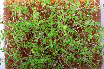Sprouted microgreen watercress on the burlap mat. Top view. Planting and germinating greens at home