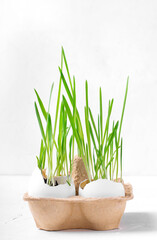 Sprouted oats in the eggshells against the white background. Germinating microgreens at home