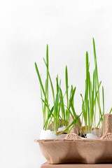 Sprouted oats in the eggshells against the white background. Germinating microgreens at home