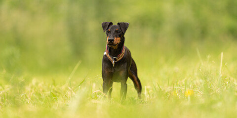 Lovely Manchester Terrier dog stands in a green meadow in front of green background an is looking in camera