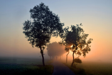 Fototapeta na wymiar Rural winter morning fog nature in Bangladesh