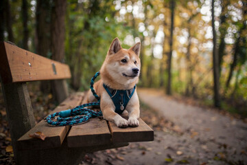 Red Shiba inu with a leash on a bench in the forest