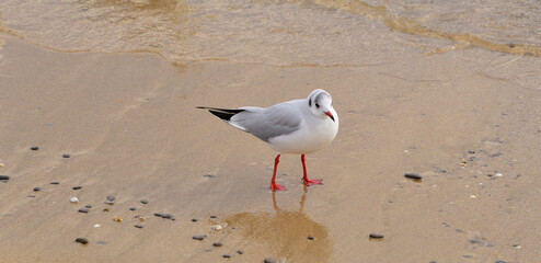 A small wave of sea water is slowly approaching the seagull