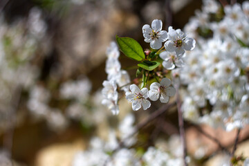 Beautiful spring blossoming plum tree