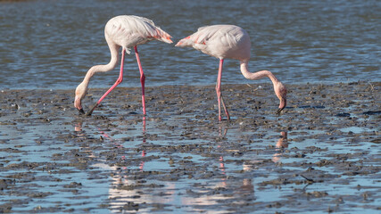 Pink flamingos wintering in the Camargue, France