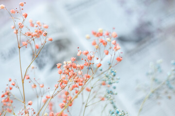 Dry flowers on the background of the newspaper, selective focus, spring mood