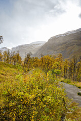 Hiking way in a forest with dwarf birches in Norway