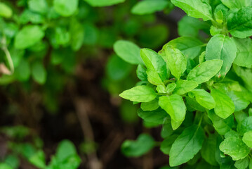 Fototapeta na wymiar Fresh organic aromatic and culinary herbs