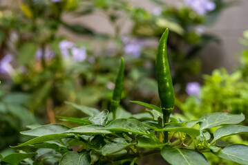 Green hot chili pepper plant seedling with leaves on a blurred background.
